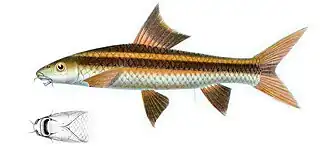 Epalzeorhynchos kalopterus