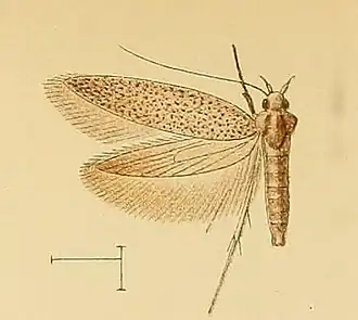 Epanastasis sophroniella