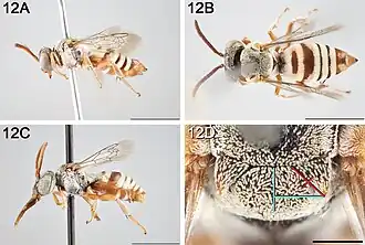 Epeolus attenboroughi