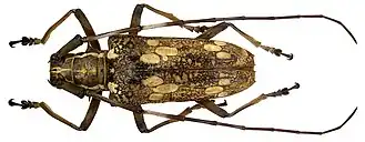 Epepeotes schlegelii