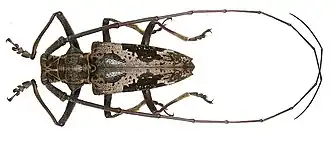 Epepeotes taeniotinus