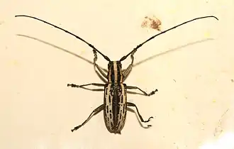 Epepeotes uncinatus
