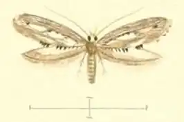 Epermenia ochreomaculellus