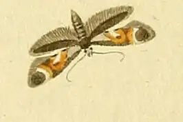 Epermenia pontificella