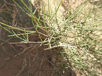 Ephedra alata