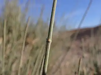 Ephedra aphylla