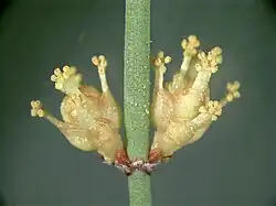 Mannelijke kegels van Ephedra
