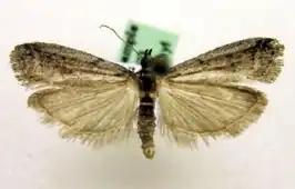 Ephestia mistralella