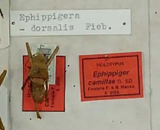 Ephippiger camillae