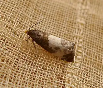 Epiblema cynosbatella