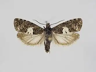 Epiblema simploniana