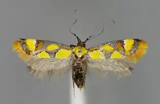 Epicallima icterinella