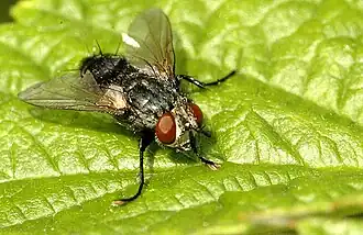 Epicampocera succincta