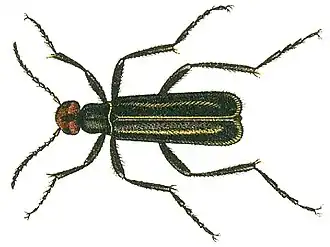 Epicauta erythrocephala