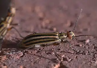 Epicauta occidentalis