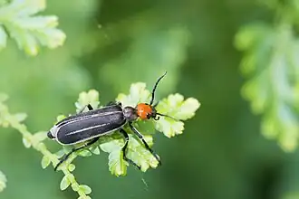Epicauta waterhousei