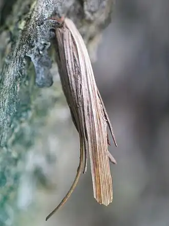 Epichnopterix montana