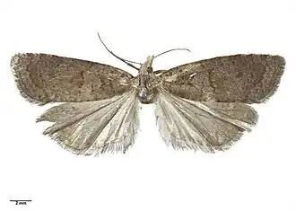 Epichorista tenebrosa
