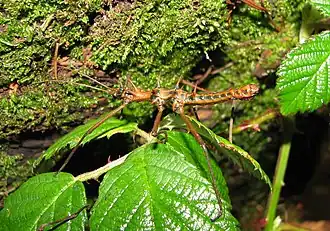 Epidares nolimetangere