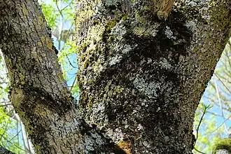 De boomsterretje-associatie bij droog weer