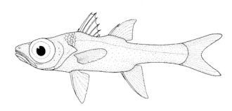 Epigonus lenimen