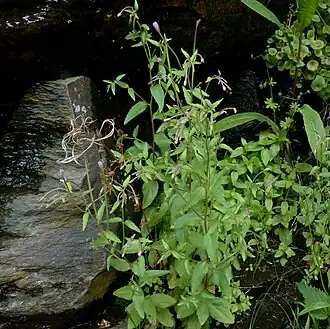 Heuvelbasterdwederik