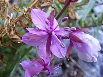 Fleischers wilgenroosje