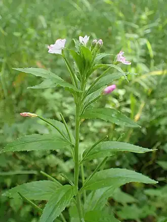 Viltige basterdwederik