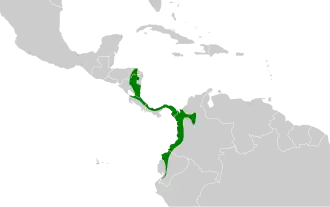 Marmerkeelmiersluiper