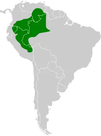 Grijsborstmiersluiper