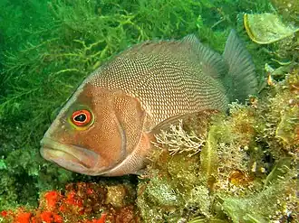 Epinephelides armatus