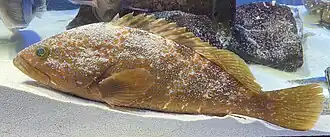 Epinephelus akaara