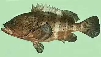Epinephelus amblycephalus