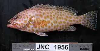 Epinephelus areolatus