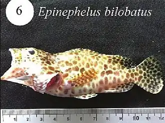 Epinephelus bilobatus