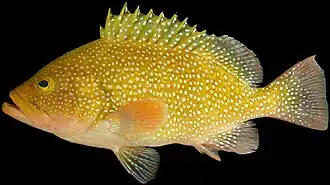 Epinephelus drummondhayi