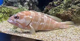 Epinephelus fasciatus
