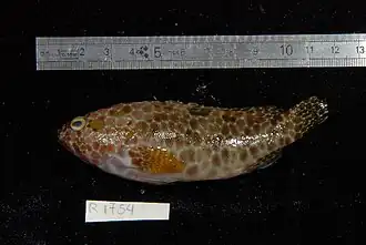 Epinephelus hexagonatus