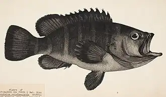 Hyporthodus octofasciatus