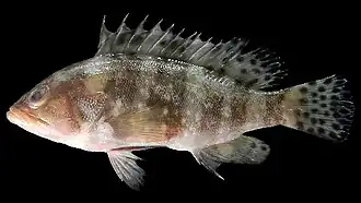 Epinephelus sexfasciatus