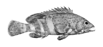 Epinephelus stoliczkae