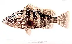 Nassaubaars (Epinephelus striatus)