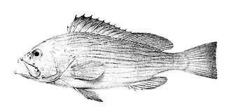 Epinephelus undulosus