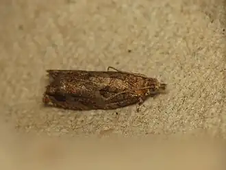 Oranje oogbladroller