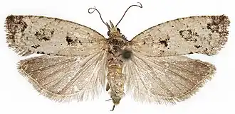 Witvlekoogbladroller