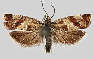 Fraaie oogbladroller