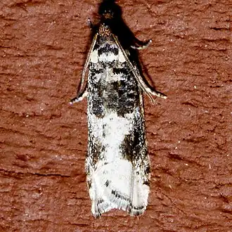 Epinotia lomonana