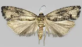 Populierenoogbladroller