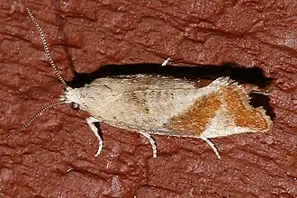 Epinotia plumbolineana