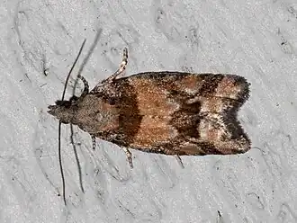 Epinotia radicana